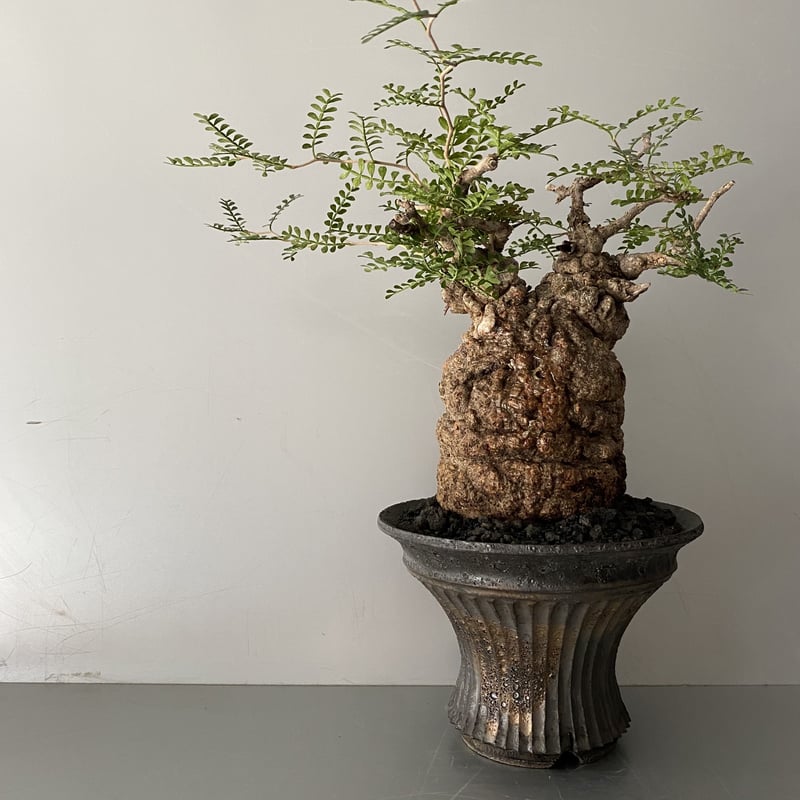 発根済 オペルクリカリア パキプス P-50 ×【作家 小野瀬 一 】