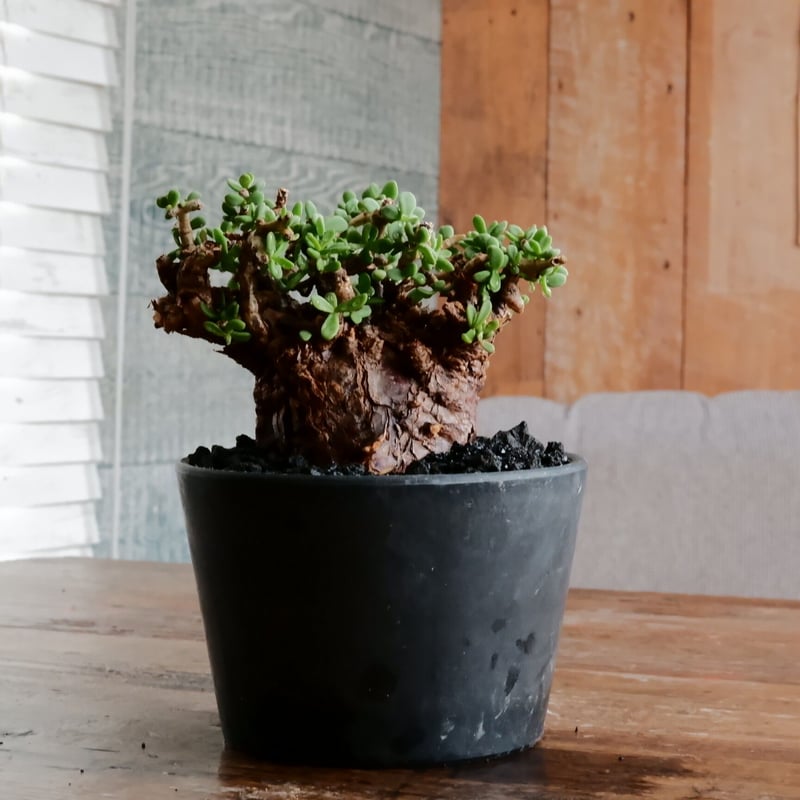 ケラリア ピグマエア 発根済［No.19］ × 4.5号 植木鉢 | Botanical