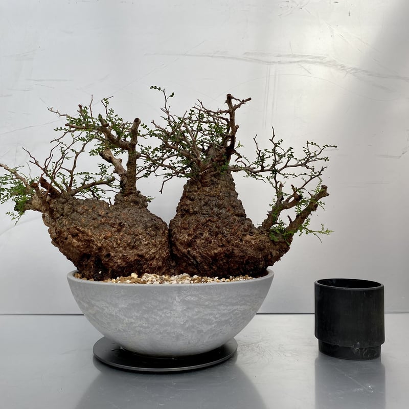 特大 多頭 マルチヘッド オペルクリカリア パキプス MP04 発根済 現地