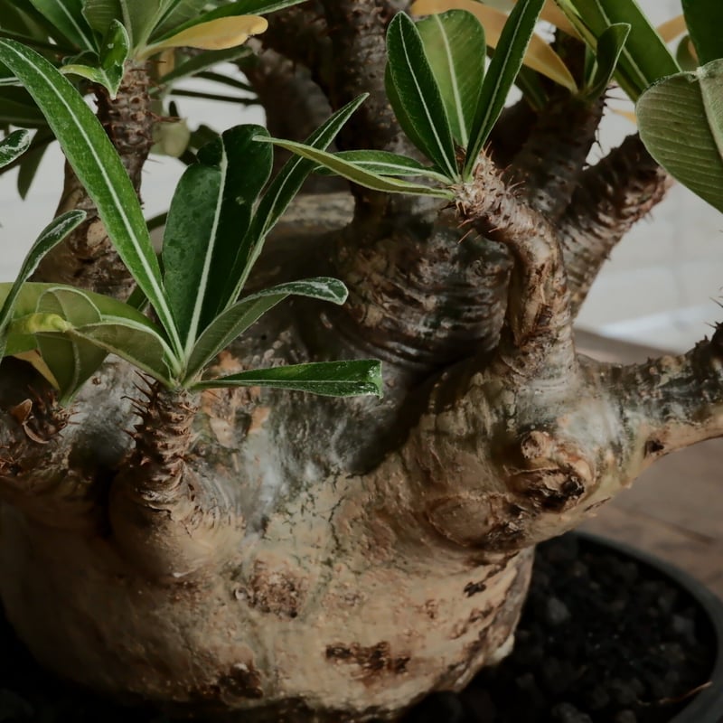 LL株》グラキリス 大株 幹幅15cm - 象牙宮 -［No.58］ × 6号 浅鉢 | B