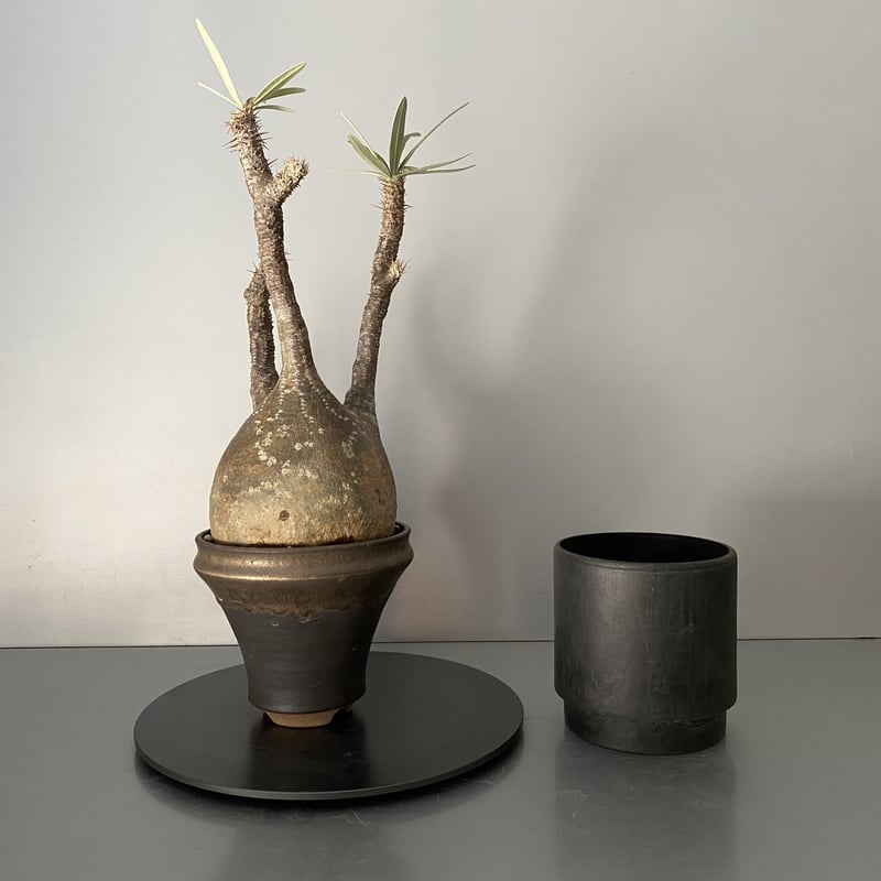 発根済 中ぶりグラキリス 現地株 BG-120 × S.N.Pot - horizon - 4