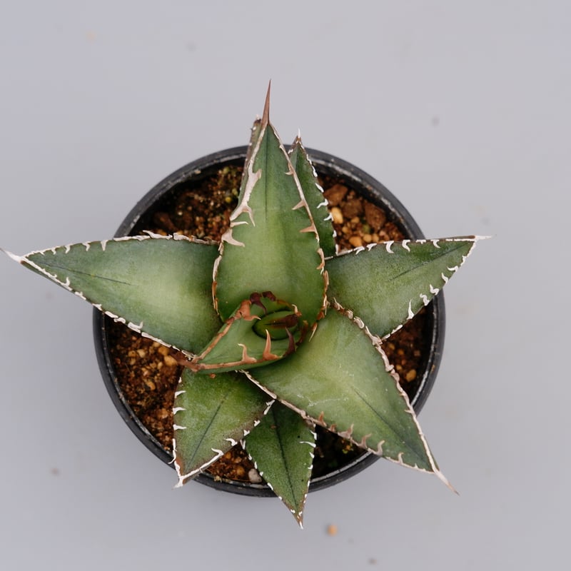 アガベ オテロイ 実生株 Agave oteroi seeding 059 | Sunny