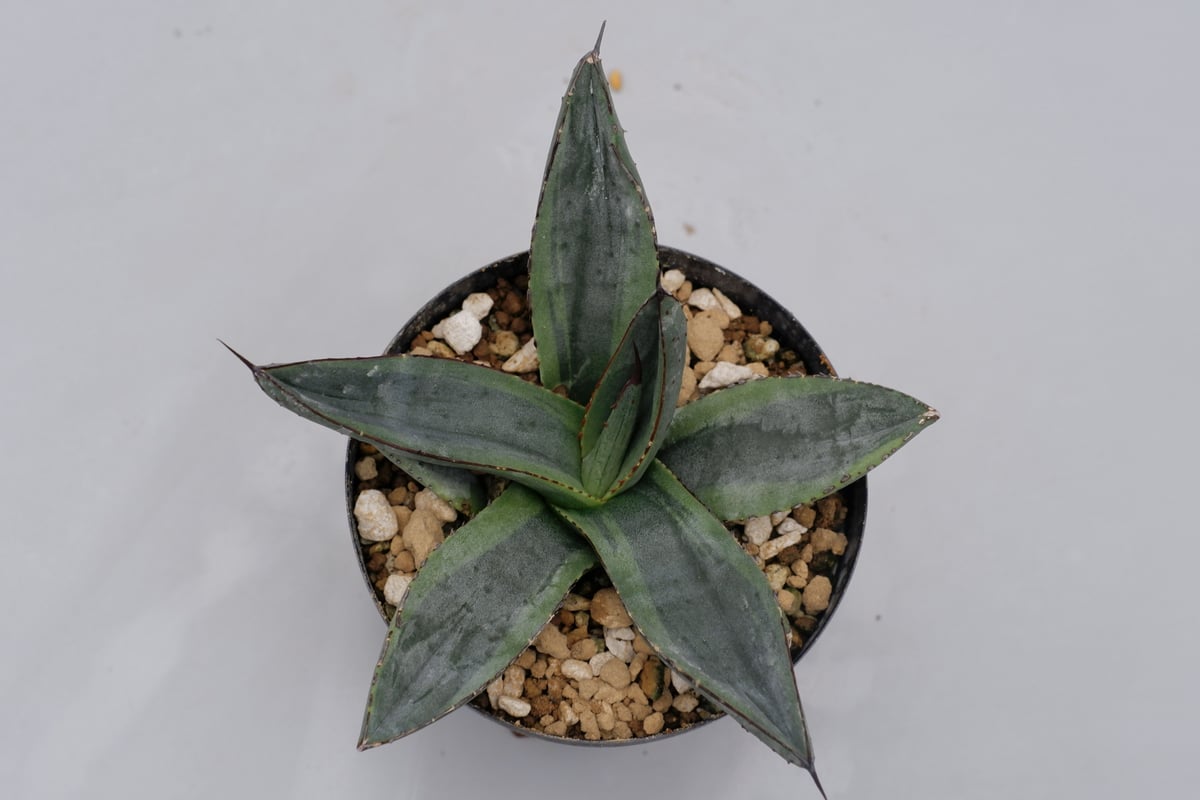 fit=scale-down,w=1200