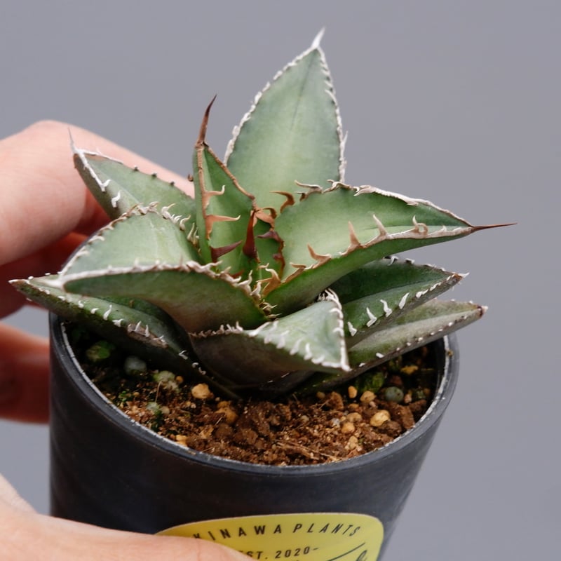 アガベ オテロイ 実生株 Agave oteroi seeding 059 | Sunny