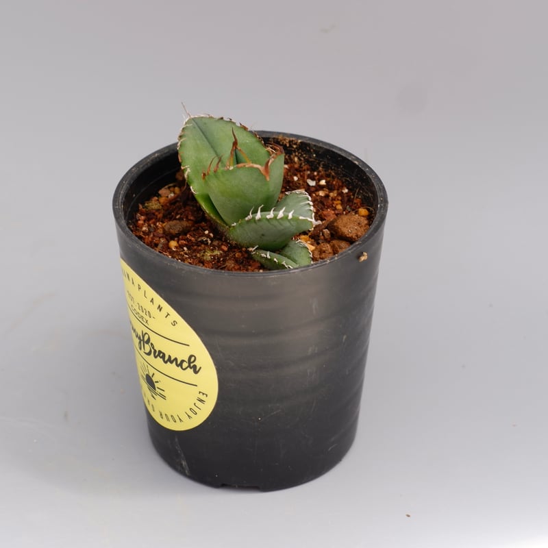 26A】アガベ オテロイ 種子 500粒 Agave oteroi アガベの種子 オテロイ