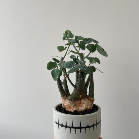 スピノーサ | STORES