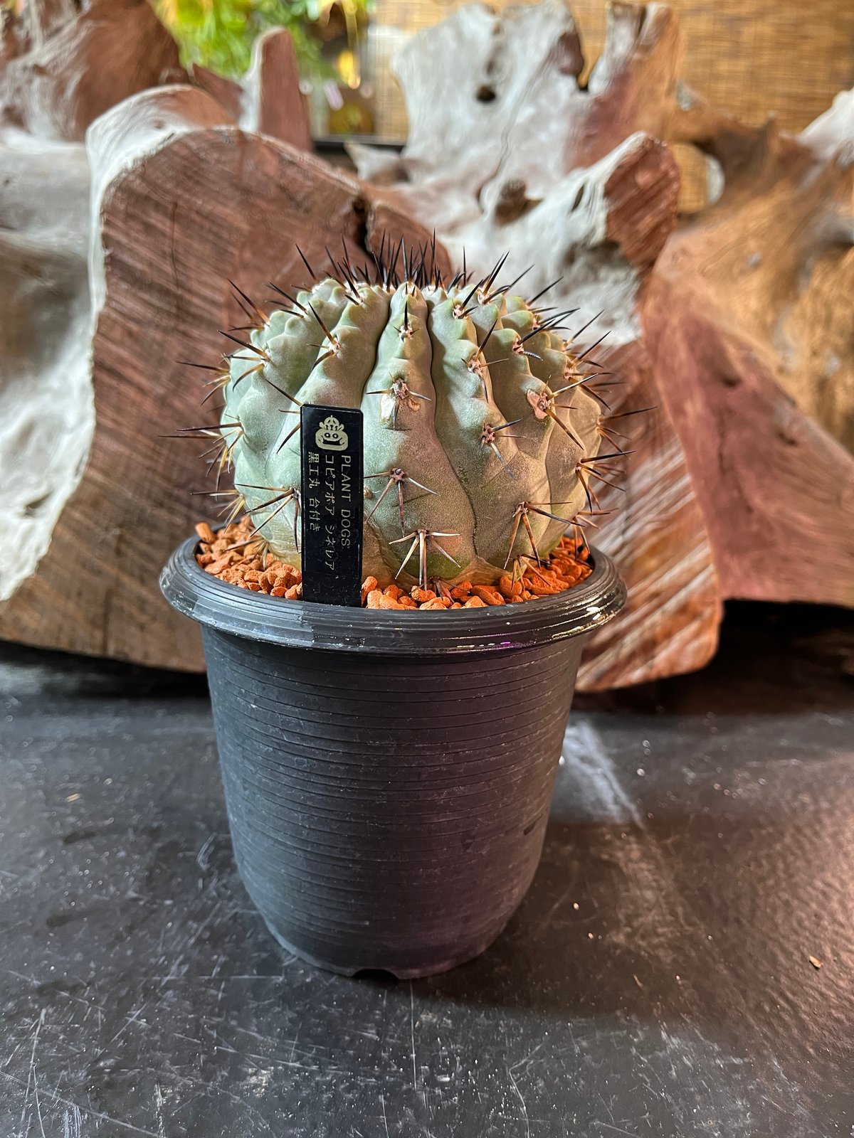 大きめコピアポアシネレア 国王丸 Copiapoa cinerea コピアポア