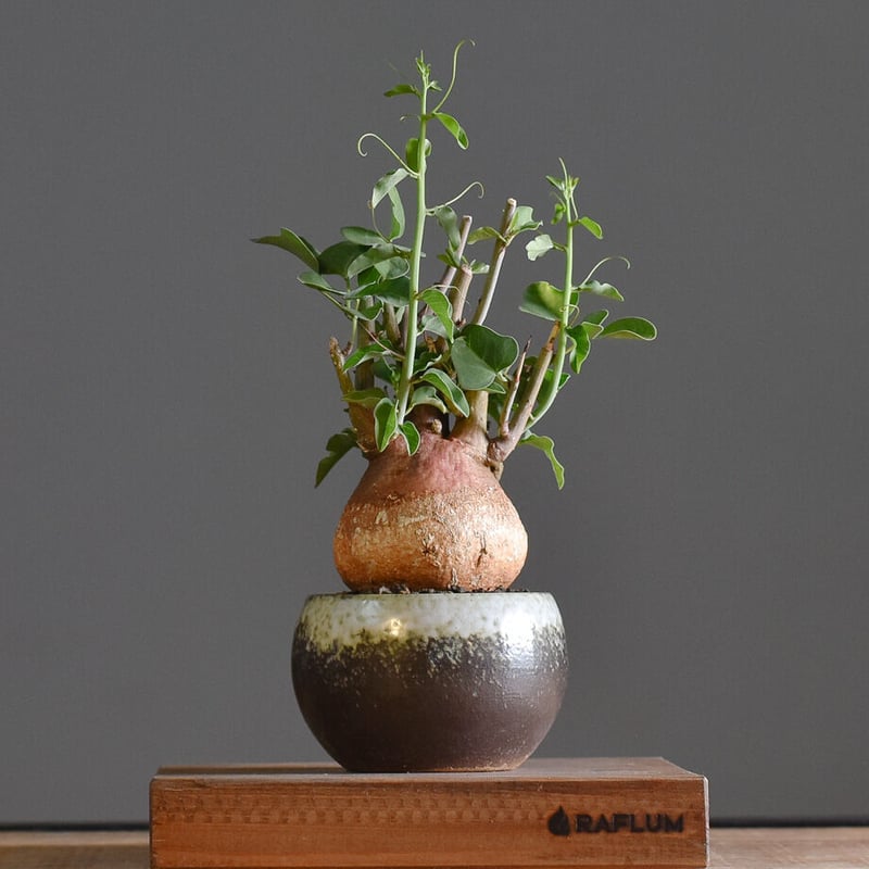 アデニアスピノーサ【人気急上昇！！希少なこんもり株を厳選しての販売