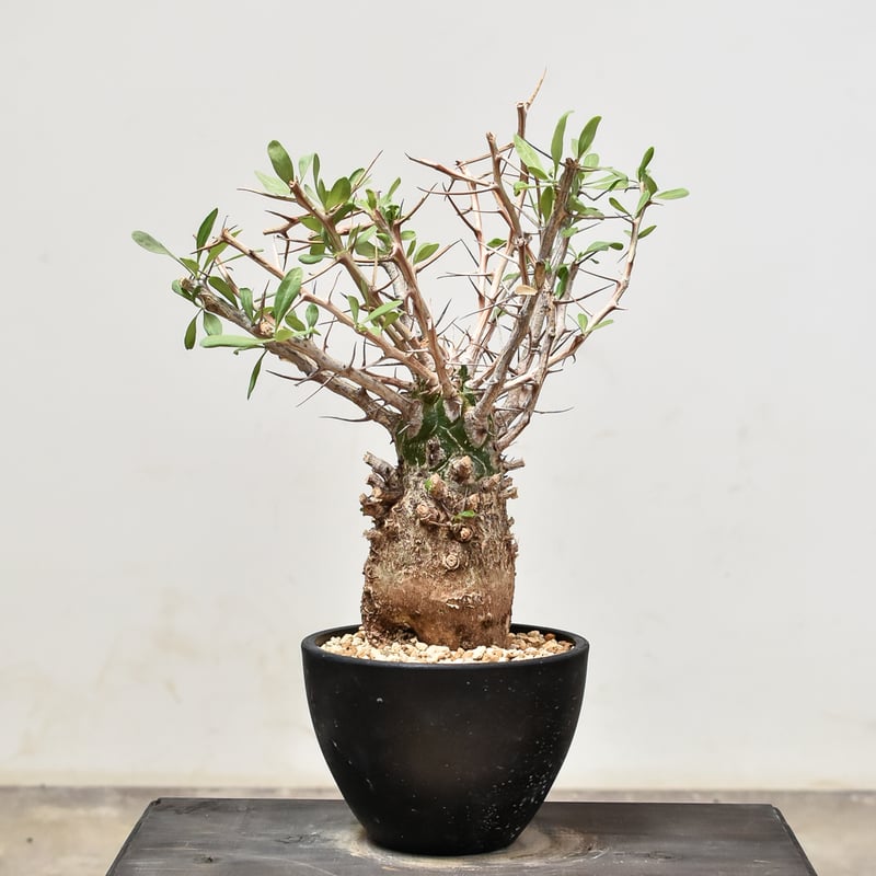 丸型コレクション株】フォークイエリア コルムナリス 観峰玉 現地球 発