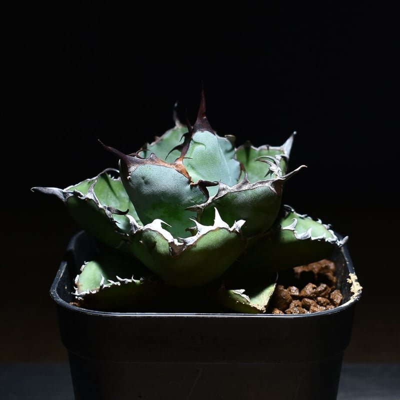 アガベ チタノタ ブラックアンドブルー 