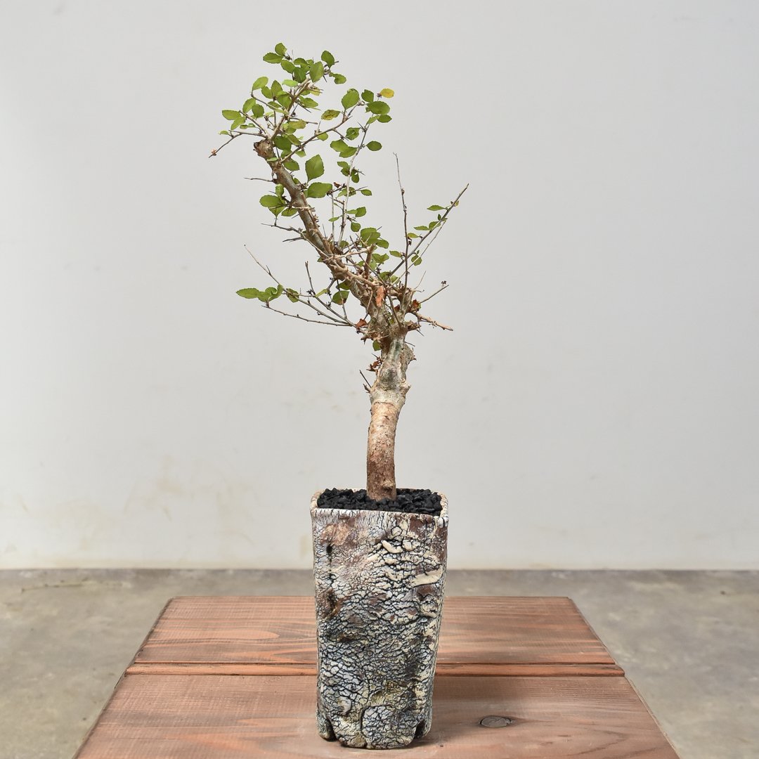 コミフォラ シンプリキフォリア【発根済み】HK2400026(T) | RAFLUM