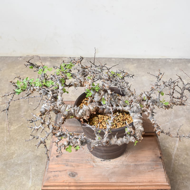 発根済】コミフォラ エイル 灌木 塊根 新着】Commiphora Eyl【最高の