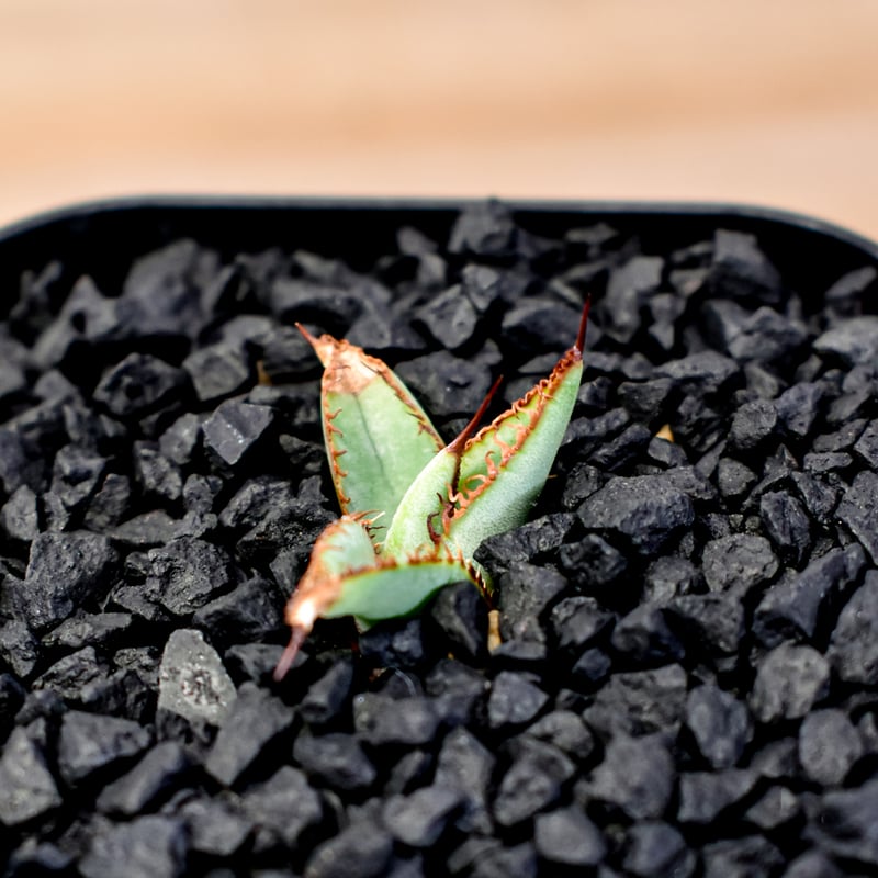 アガベ Dennis hybrid 瓜達×笹之雪 【台湾DENNIS産/発根済み/子株】B0