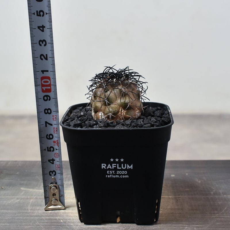 コピアポア グリセオビオラセア 