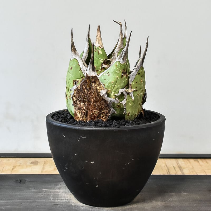 アガベ オアハカ 