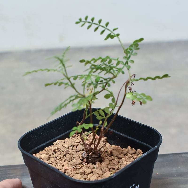 オペルクリカリア パキプス 【根挿し】A | RAFLUM / ラフラム｜東京