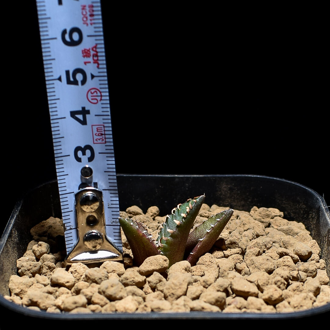 アガベ チタノタ 