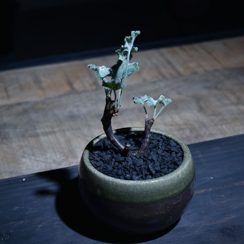 ペラルゴニウム ミラビレ （発根済み）RF221072 | RAFLUM / ラフラム