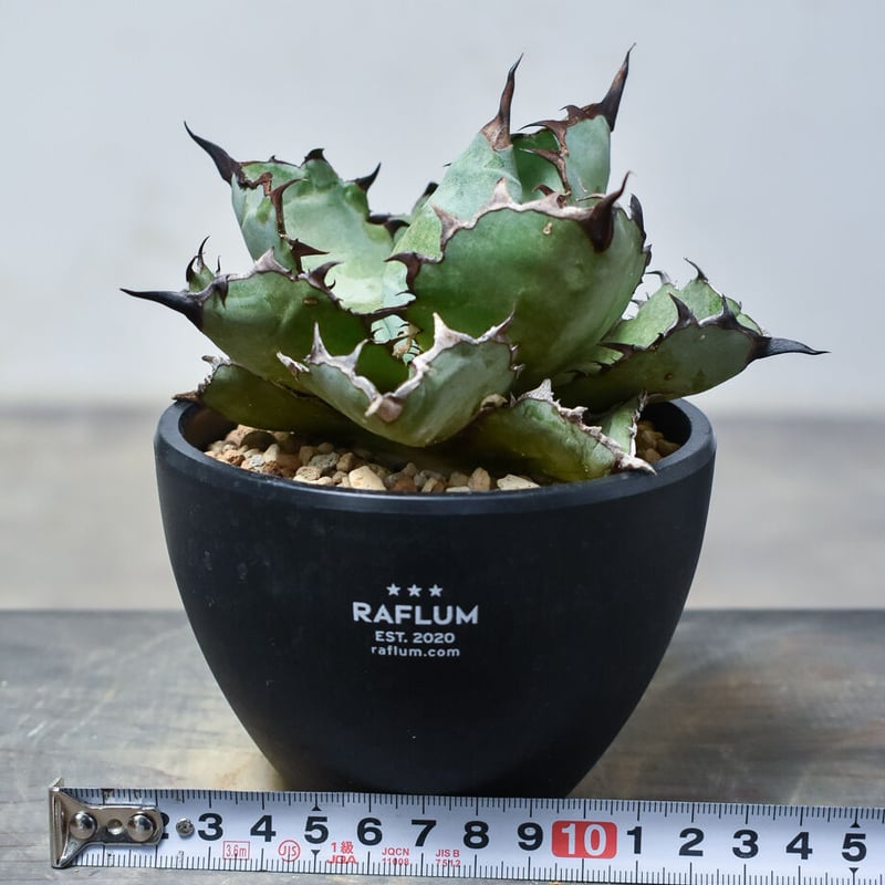 アガベ チタノタ ブラックアンドブルー 