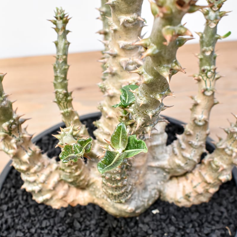 RAFLUMコレクション】パキポディウム ウィンゾリー 