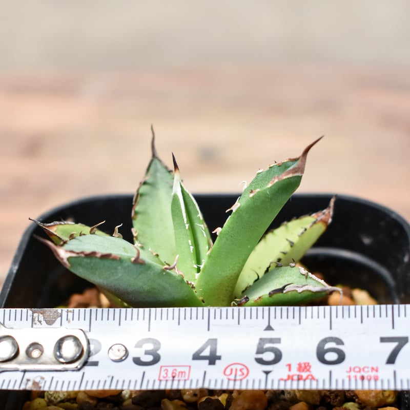 アガベ チタノタ DENNIS040 デニス040 