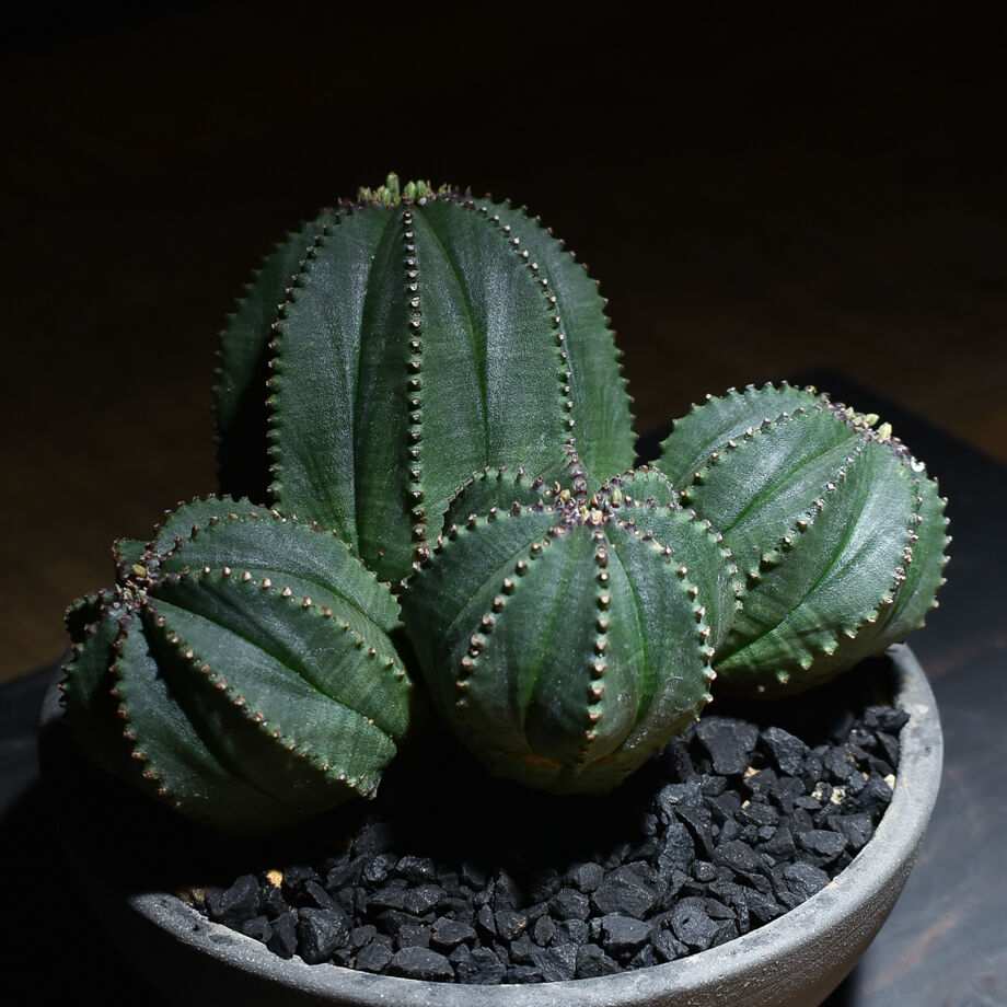 ユーフォルビア オベサ×バリダ 