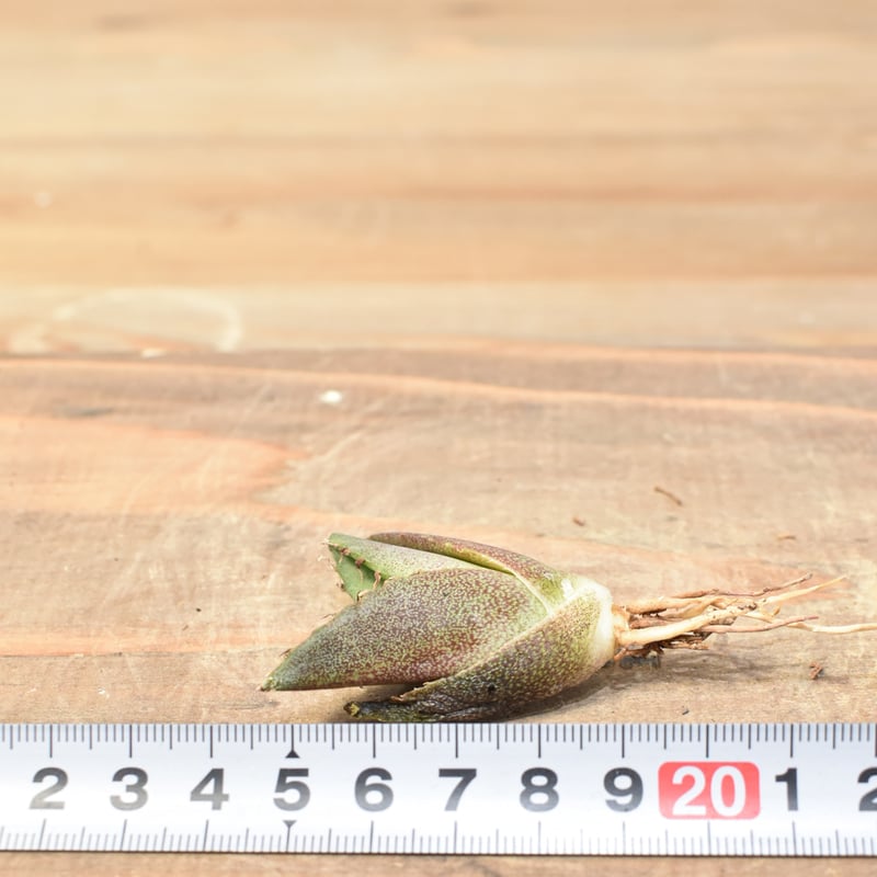 アガベ チタノタ 