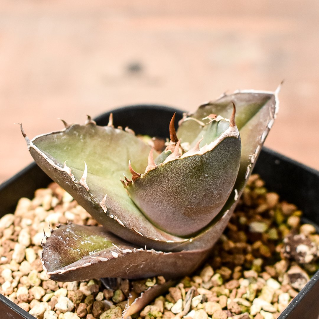 アガベ チタノタ 