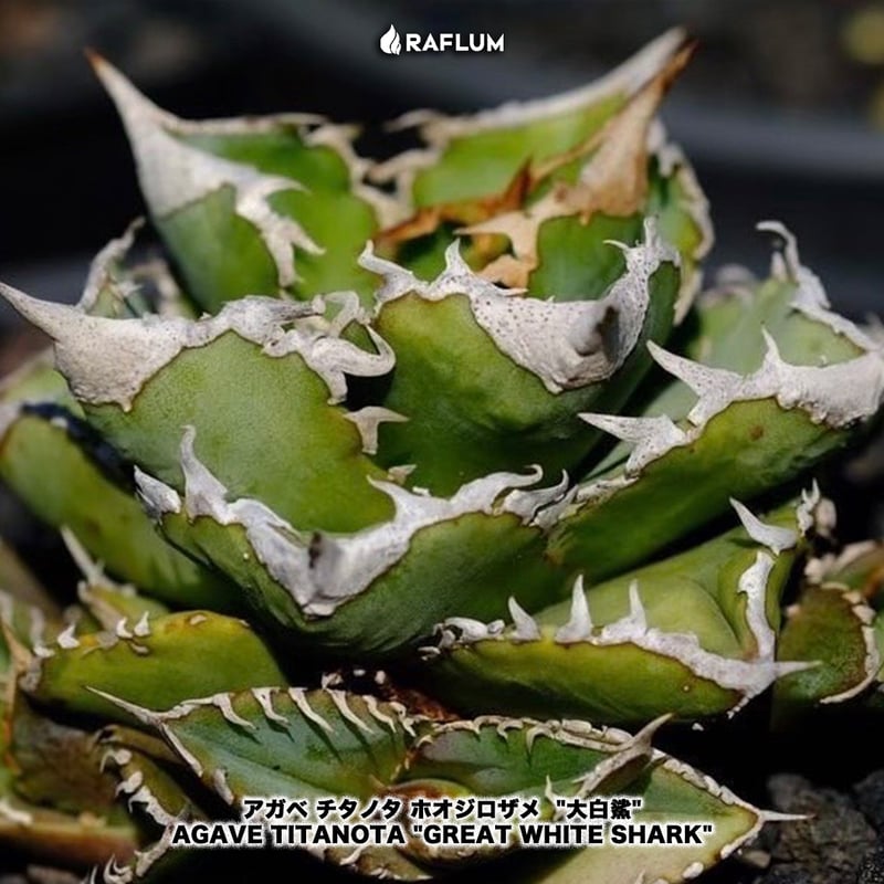 アガベ チタノタ ホオジロザメ 