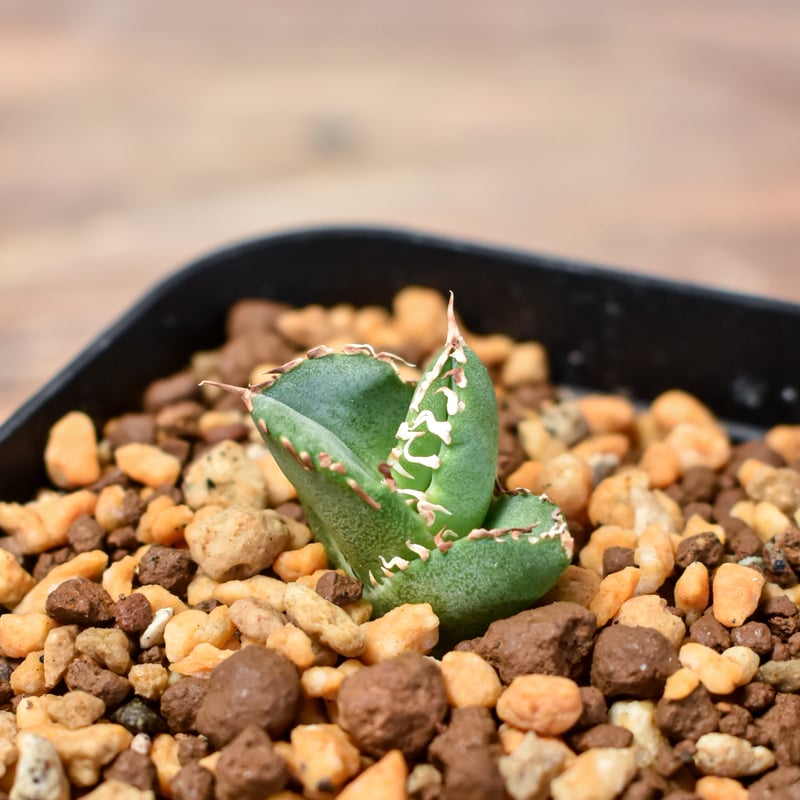 アガベ チタノタ ホオジロザメ 