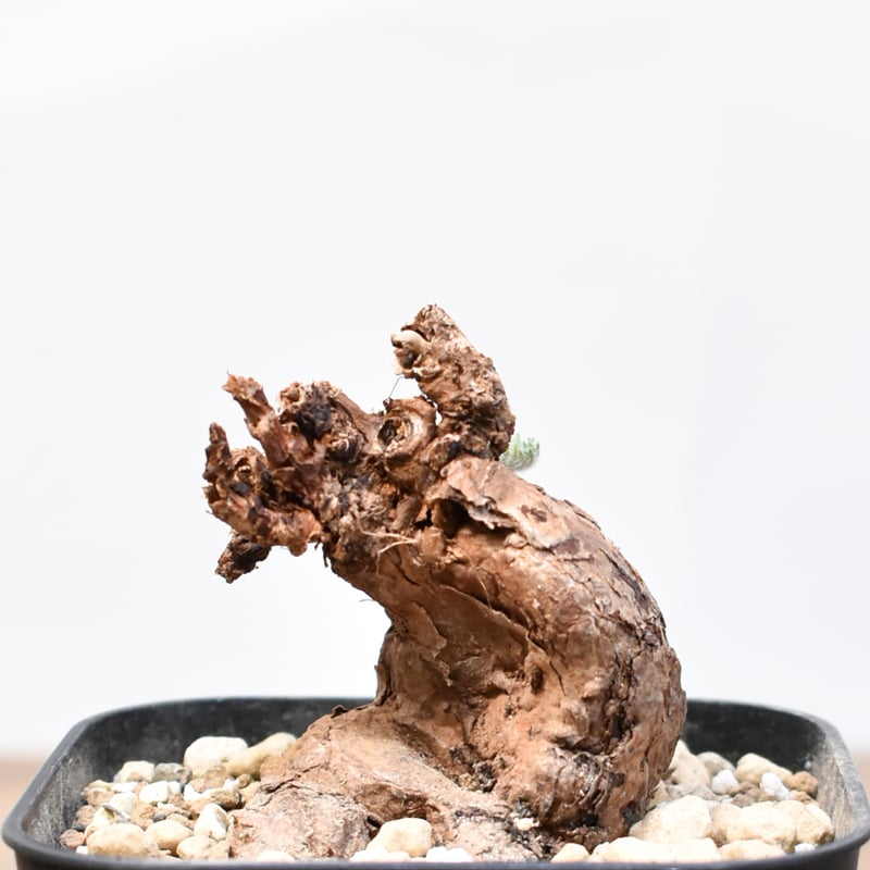 ペラルゴニウム トリステ 【発根済】A | RAFLUM / ラフラム｜東京