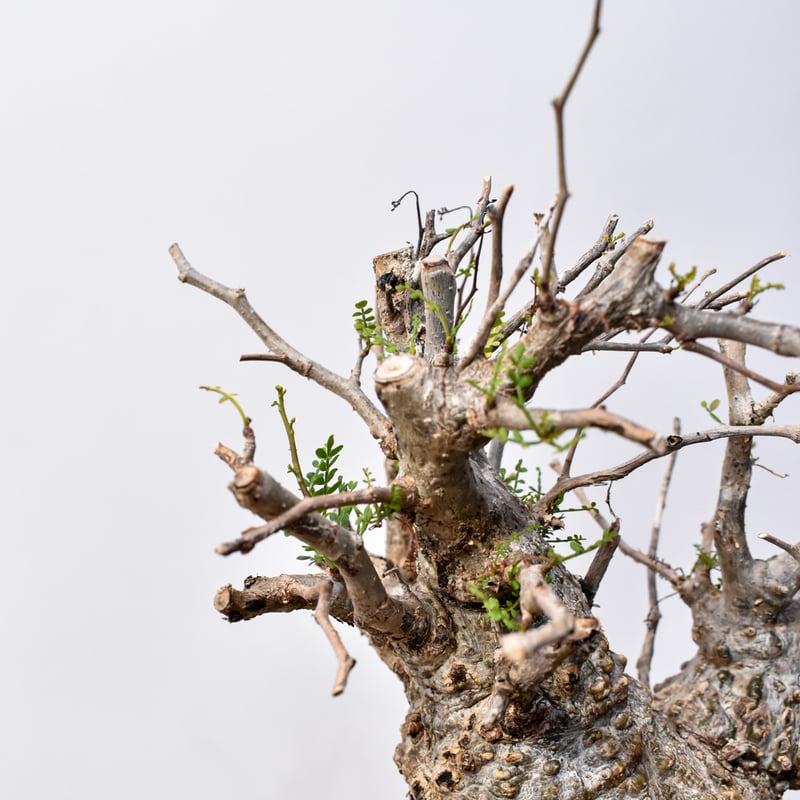 オペルクリカリア パキプス 