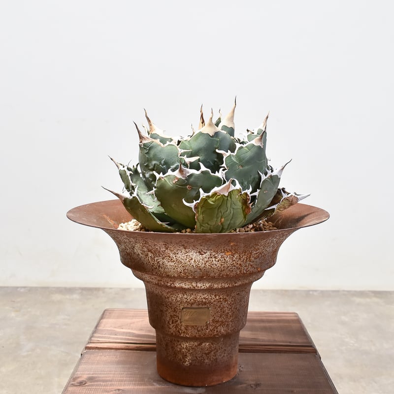 RAFLUMコレクション】アガベ チタノタ 