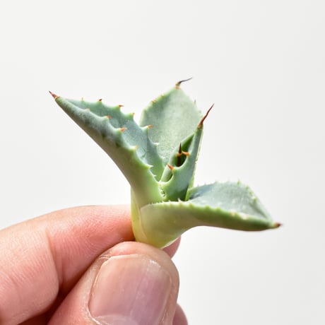 CATEGORY ユタエンシス ネバデンシス×(パラサナ×イシスメンシス