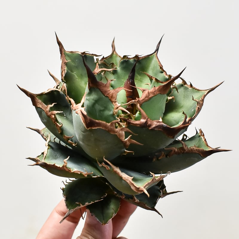 アガベ チタノタ 