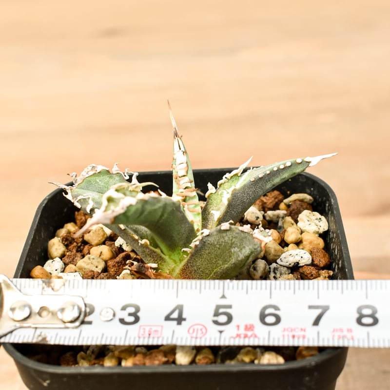 アガベ チタノタ ゴジラ 