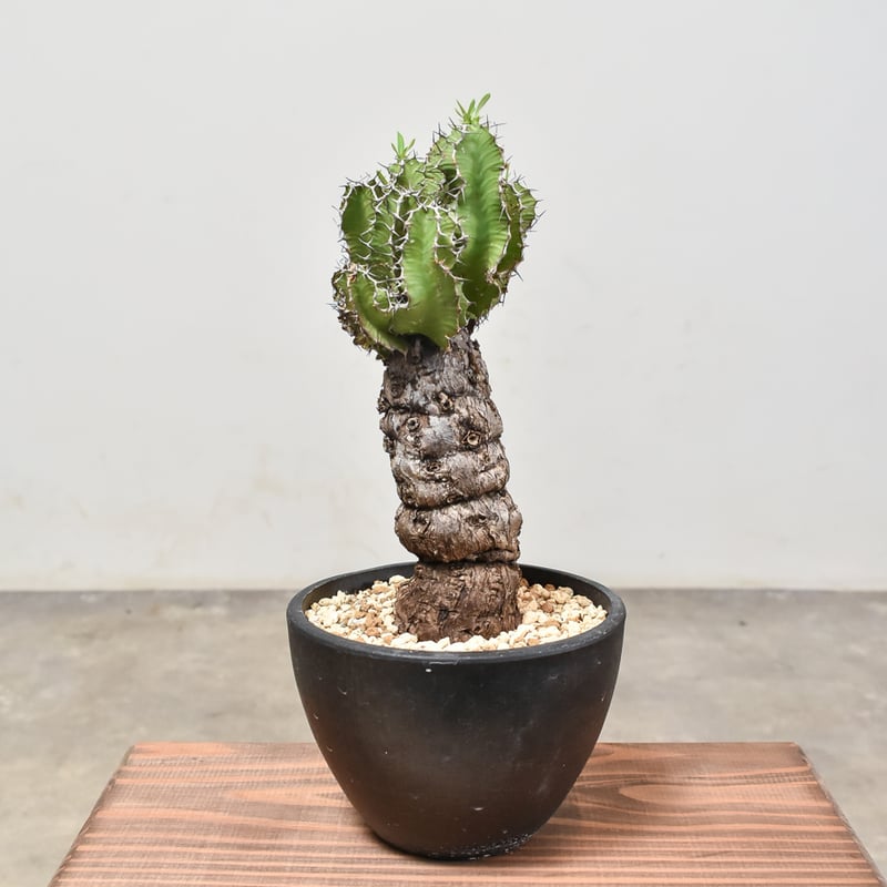 ユーフォルビア ムランジーナ 【発根済み】RF231968(T) | RAFLUM