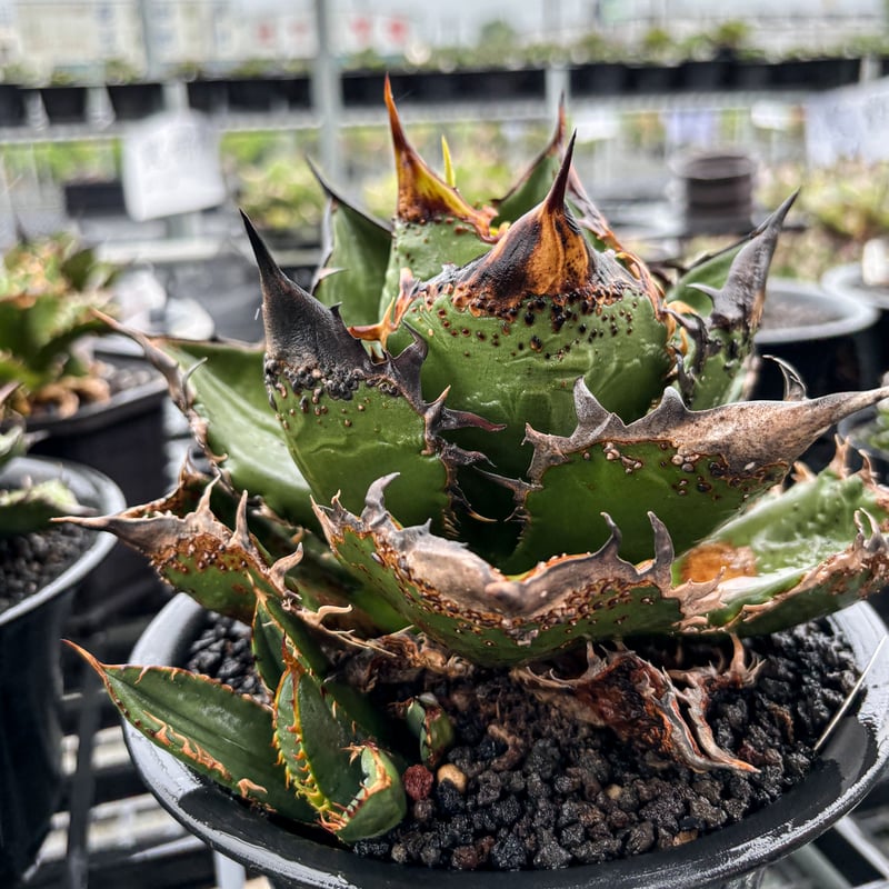 RAFLUM特選】アガベ チタノタ 