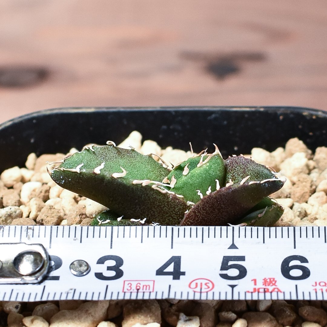 アガベ チタノタ 