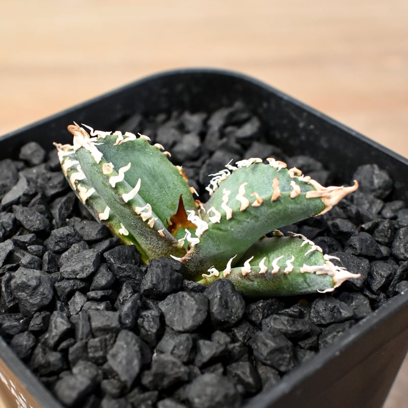 アガベ DENNIS ゴジラ 