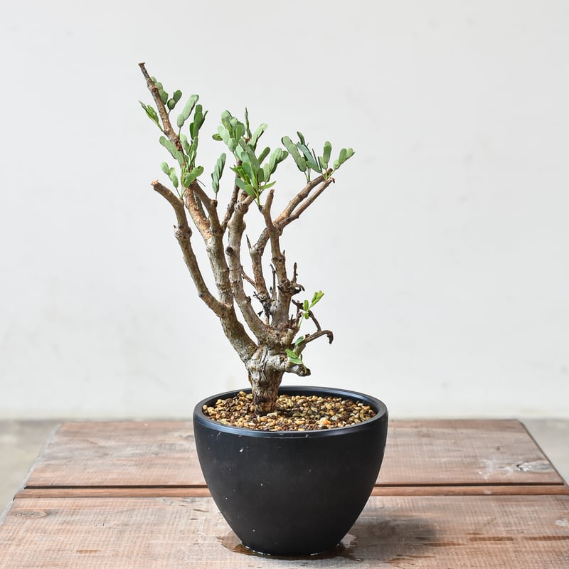 センナ メリディオナリス 【発根済み】HK2402462 | RAFLUM / ラフラム