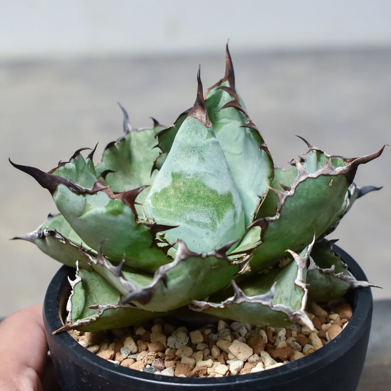 アガベ チタノタ ブラックアンドブルー 