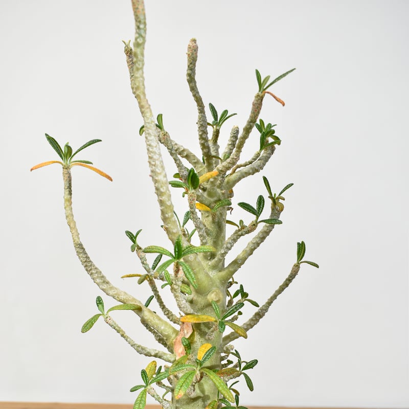 ドルステニア ギガス【実生】A | RAFLUM / ラフラム｜東京、大阪の塊根