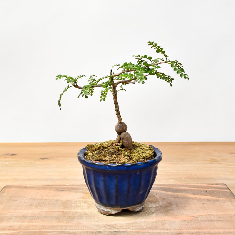 WACK” ON YOUR SIDE】オペルクリカリア パキプス WACK-B076 |