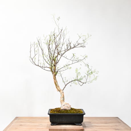 ブルセラミクロフィラ | STORES