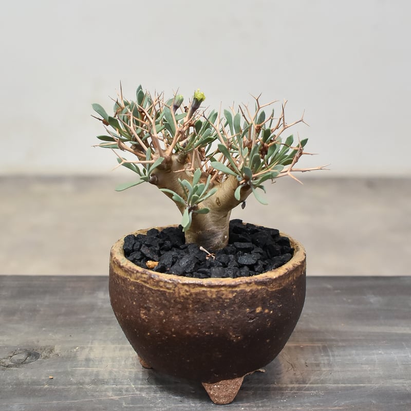 オトンナ ユーフォルビオイデス 