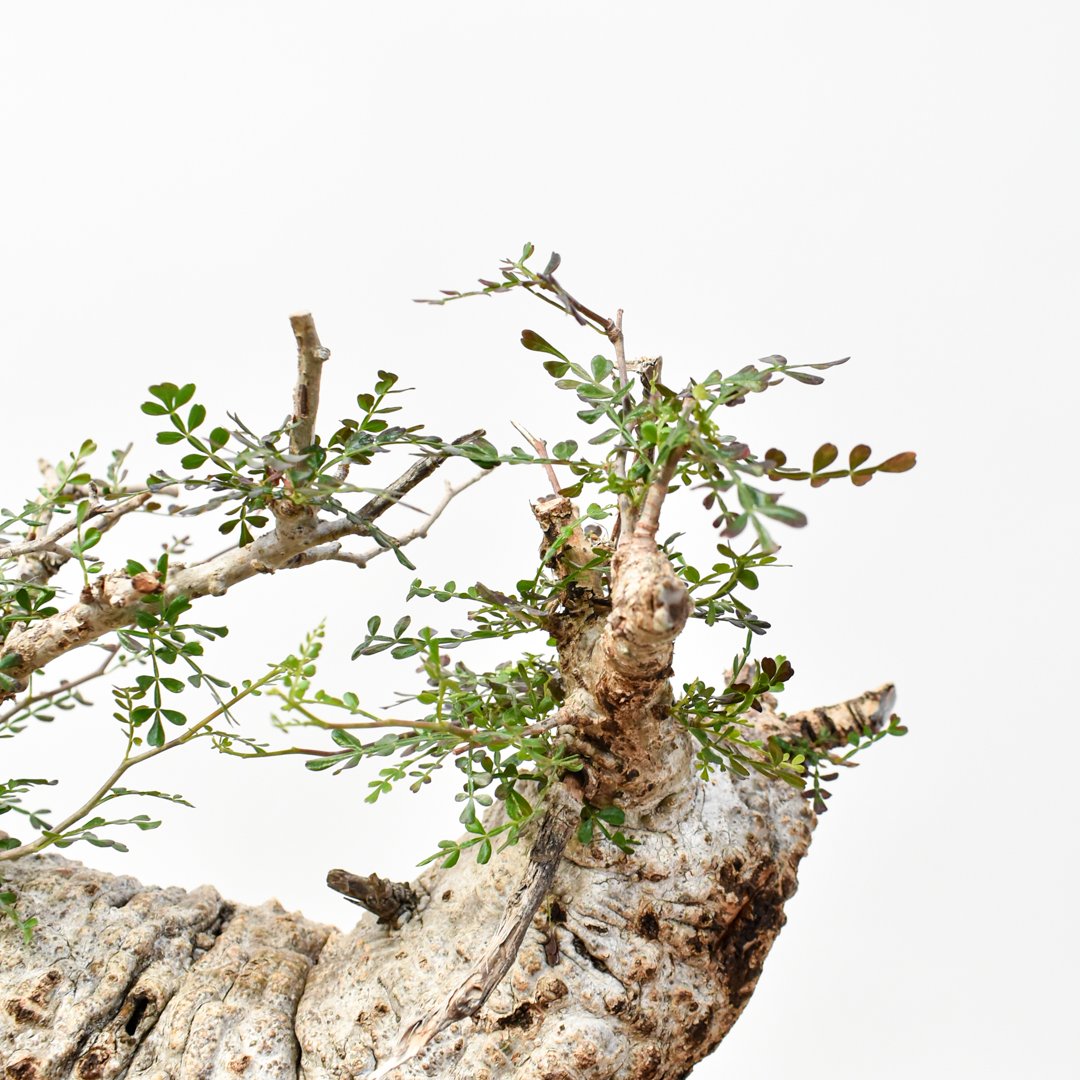 RAFLUMコレクション】オペルクリカリア パキプス 