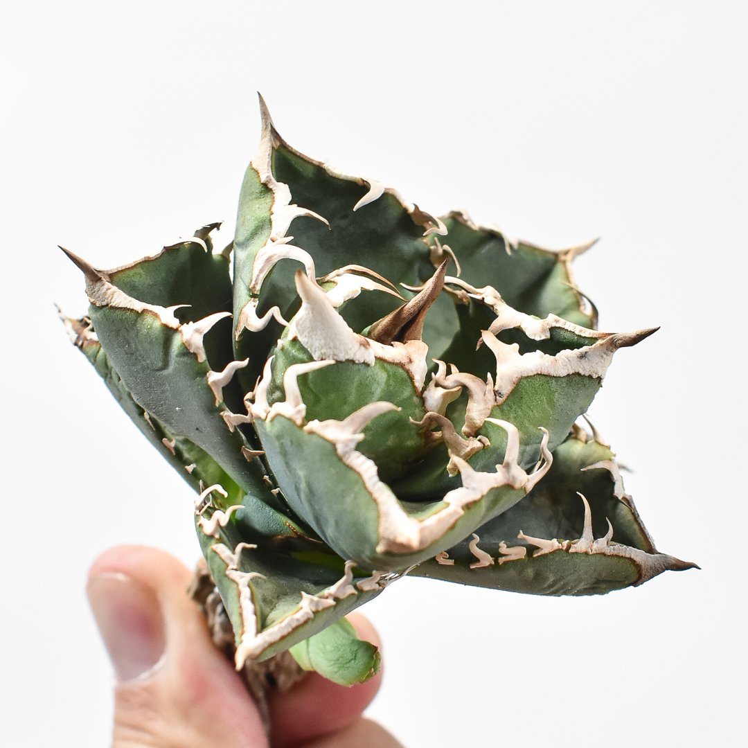 子株付き】アガベ チタノタ 