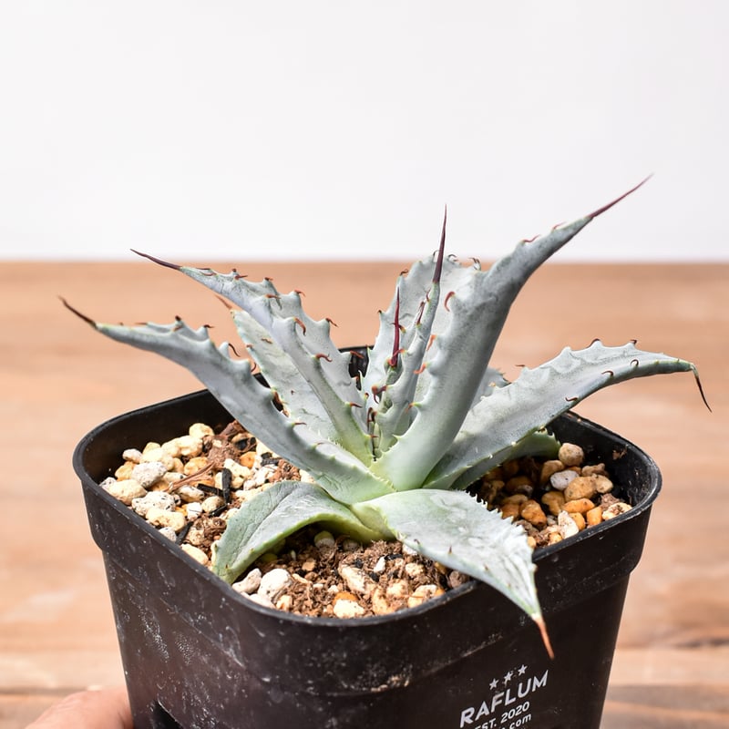 アガベ ハイブリット 雷帝×妖炎(イシスメンシス×ユタエンシス) 【台湾