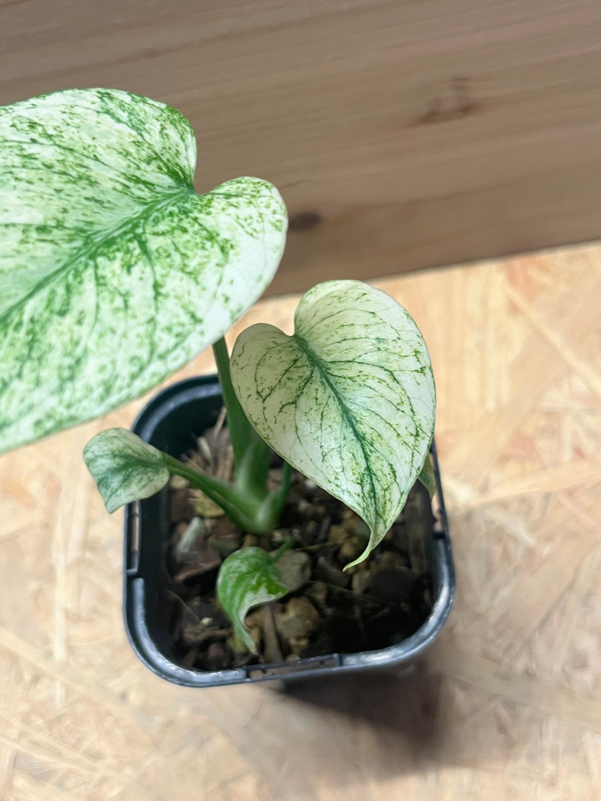 モンステラ デリシオーサ ミント | GREEN LUCK